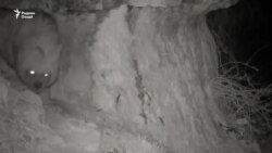 Таджикские исследователи вышли на след полосатой гиены