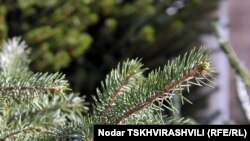 Власти решили предотвратить массовую вырубку елей в предновогодний период, и штрафы за это увеличили в 20 раз. Отныне нарушителям закона елка может обойтись почти в 600 долларов!