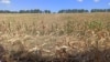 Seceta a atins peste 1,2 milioane de hectare de culturi agricole / imagine generică 