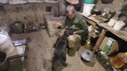 Пес Декс у кухні-землянці на передовій під Попасною