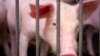Cel mai grav focar de pestă porcină a fost depistat la o fermă din Roșcani, la mijlocul lunii martie. Acolo, toți cei peste 65 de mii de porci au fost infectați și ulterior sacrificați și înhumați.