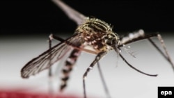 კოღო Aedes Aegypti, რომელსაც გადააქვს ვირუსი "ზიკა"